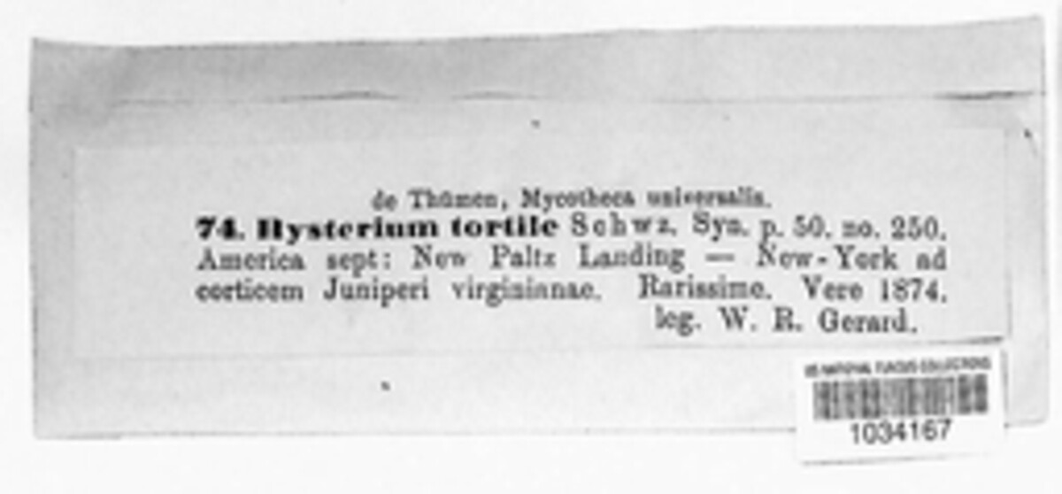 Mytilinidion tortile image